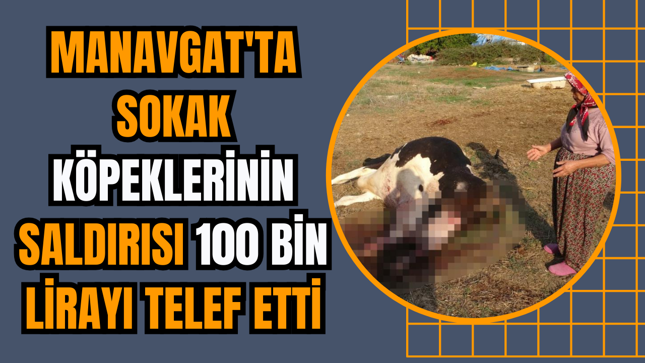 Manavgat'ta sokak köpeklerinin saldırısı 100 bin lirayı telef etti