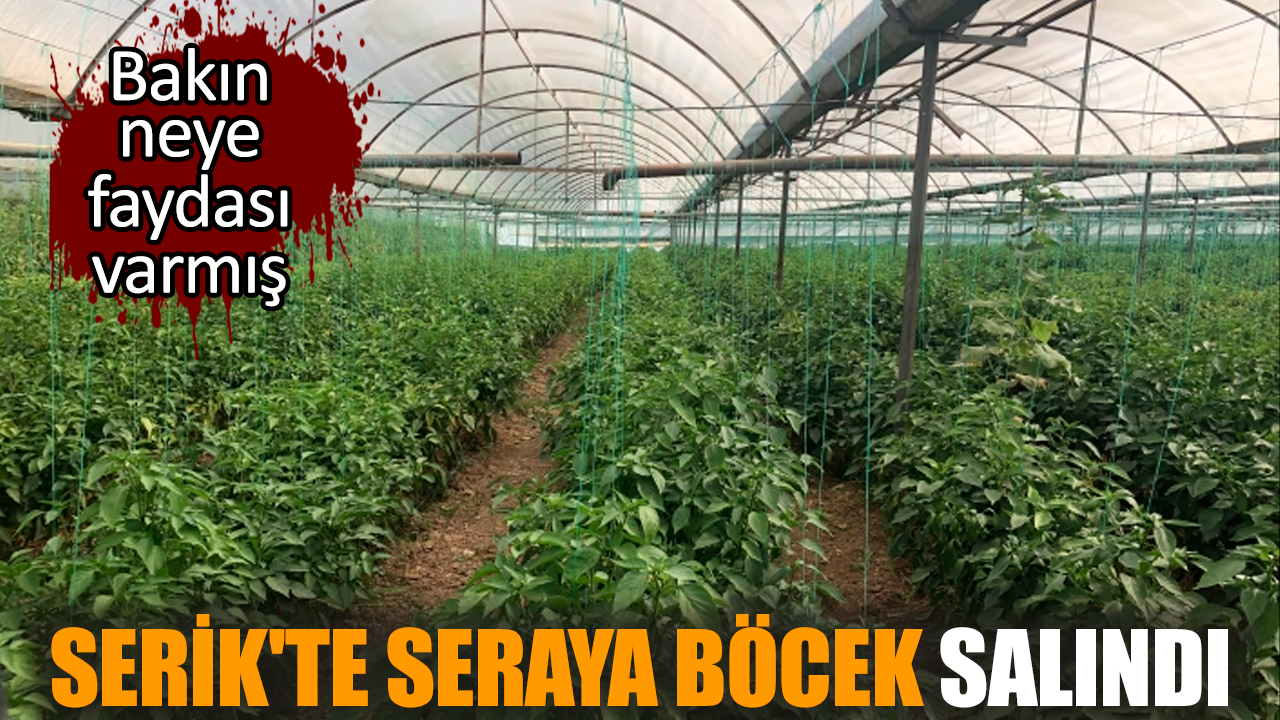 Serik'te seraya böcek salındı! Bakın neye faydası varmış