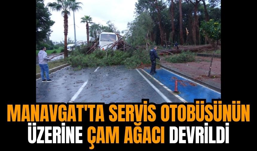 Manavgat'ta servis otobüsünün üzerine çam ağacı devrildi