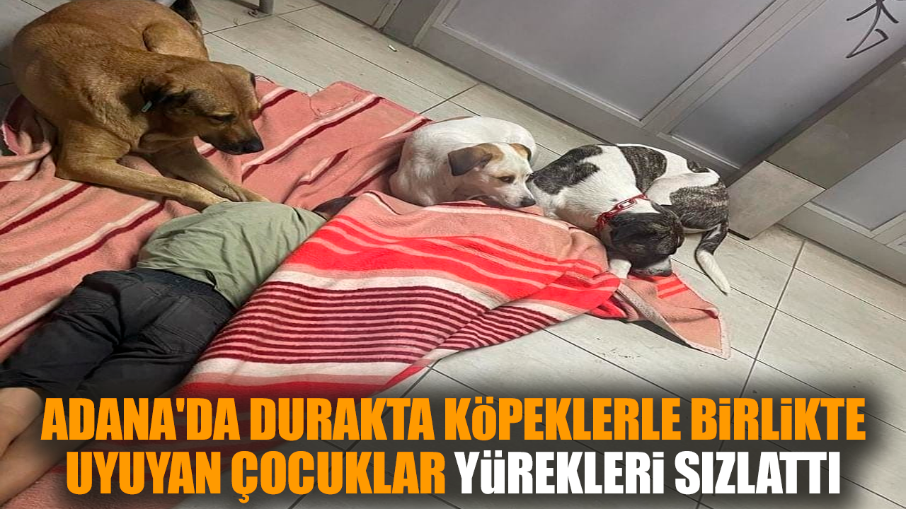 Adana'da köpeklerle uyuyan çocuklar yürekleri sızlattı