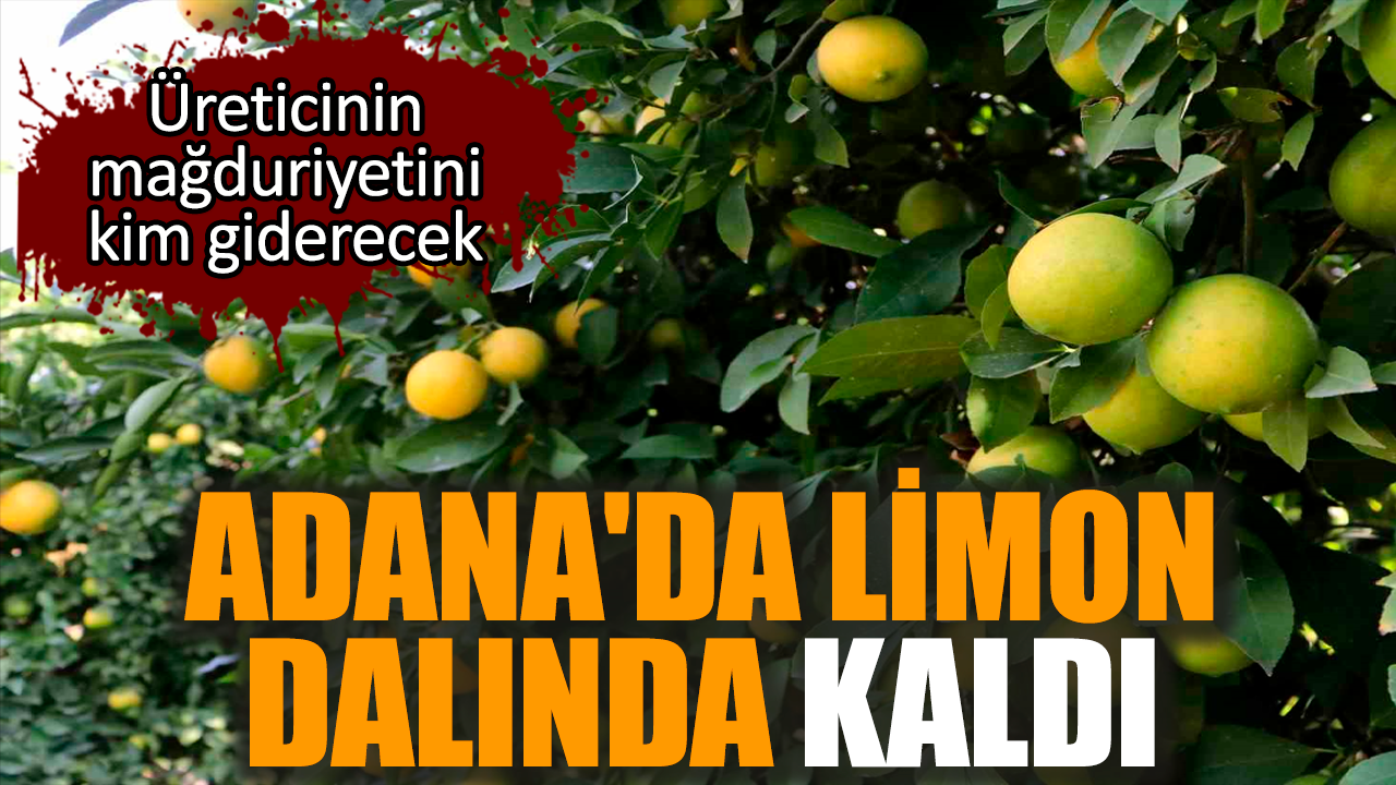 Adana'da limon dalında kaldı! Üretici mağdur durumda