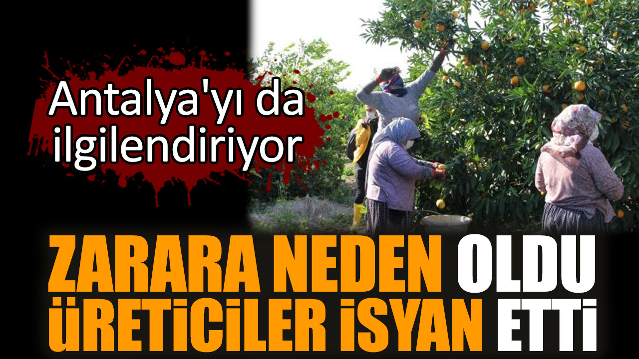 Antalya'da da zarara neden oldu üreticiler isyan etti