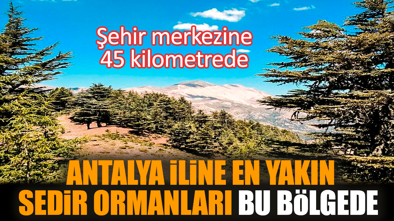 Şehir merkezine 45 kilometrede: Antalya iline en yakın sedir ormanları bu bölgede