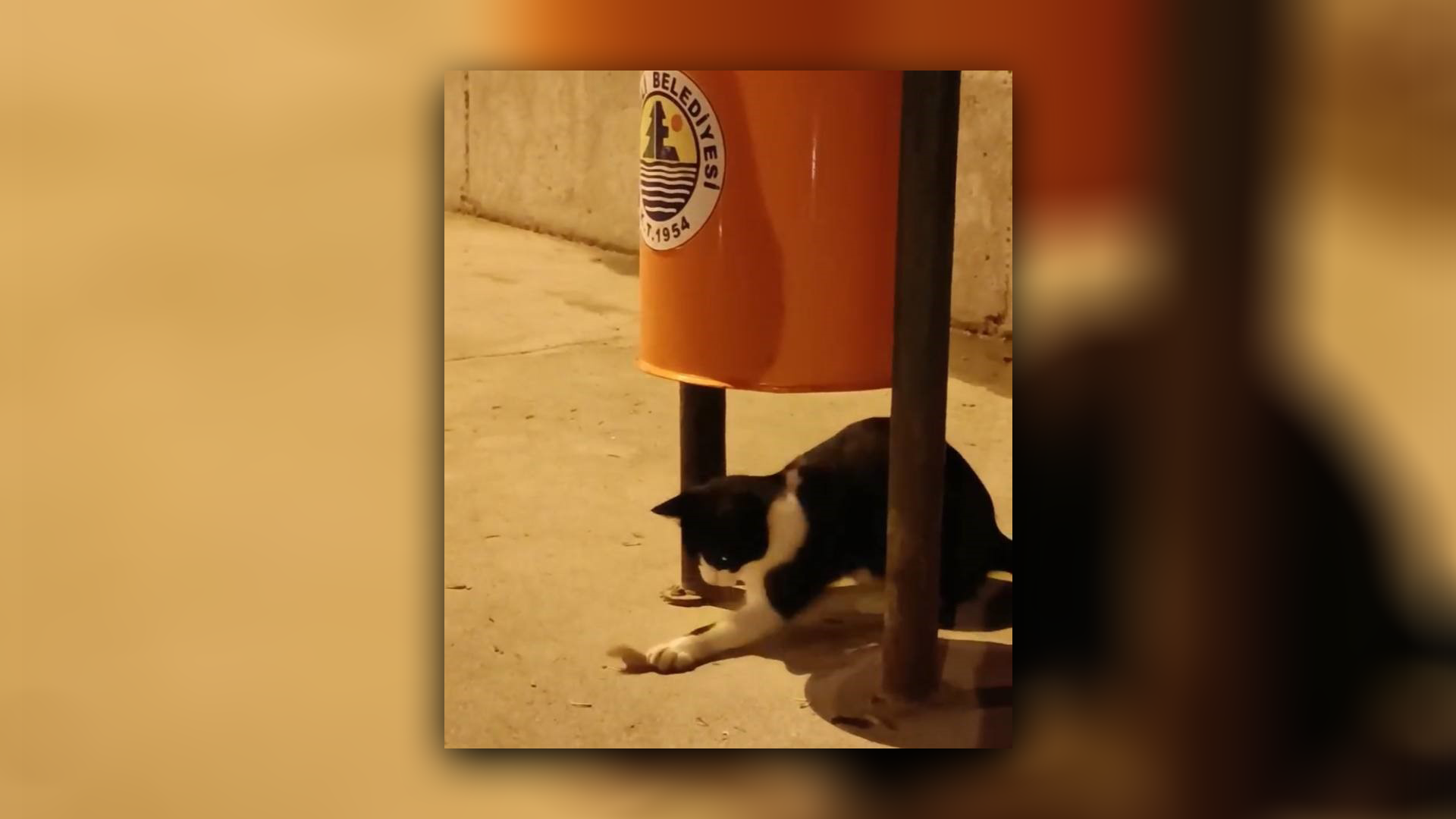 Kedi ve fare arasındaki eğlenceli anlar!