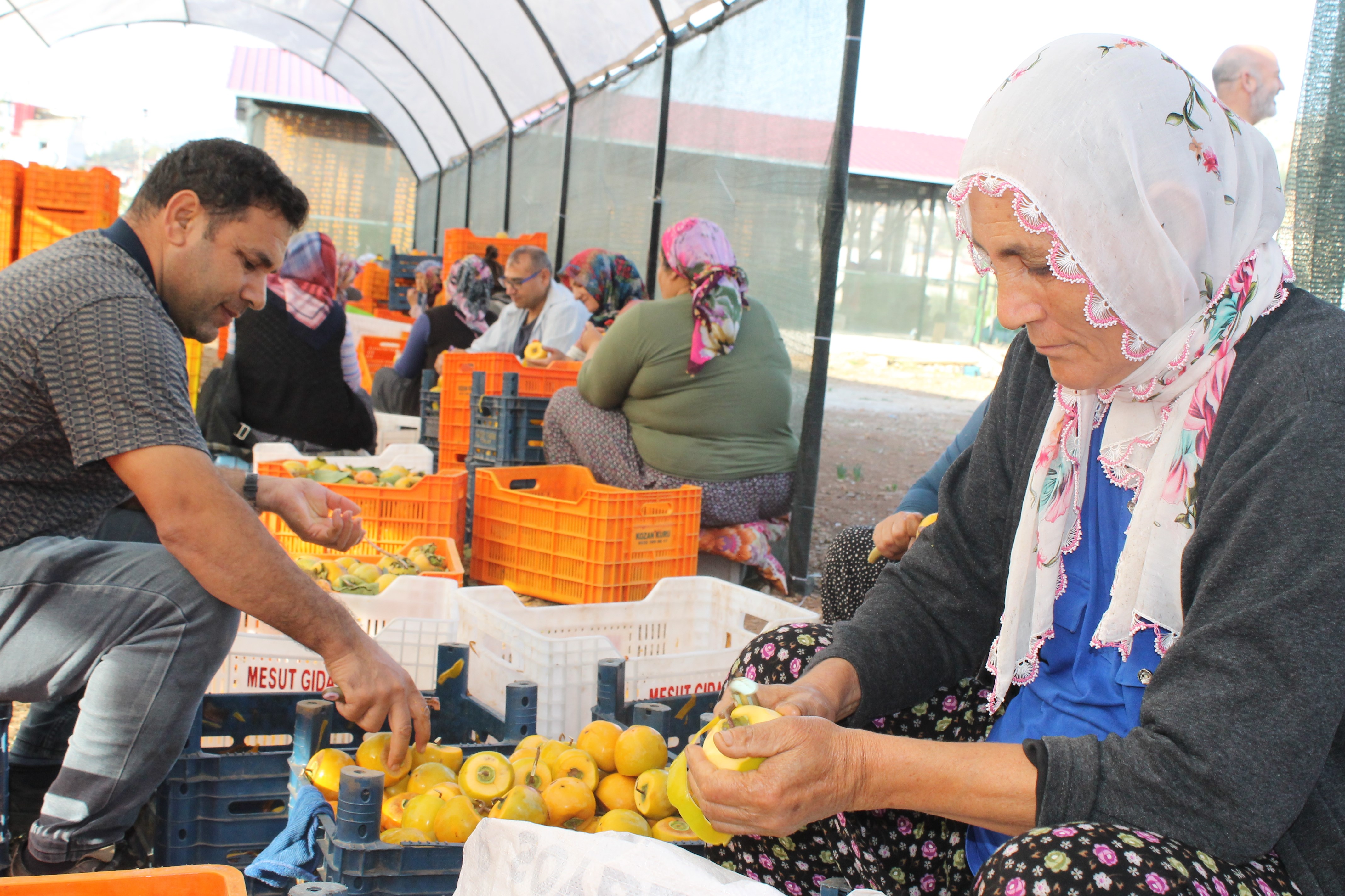 Hurma kurutma işi Kozan'ı açık hava fabrikasına dönüştürdü