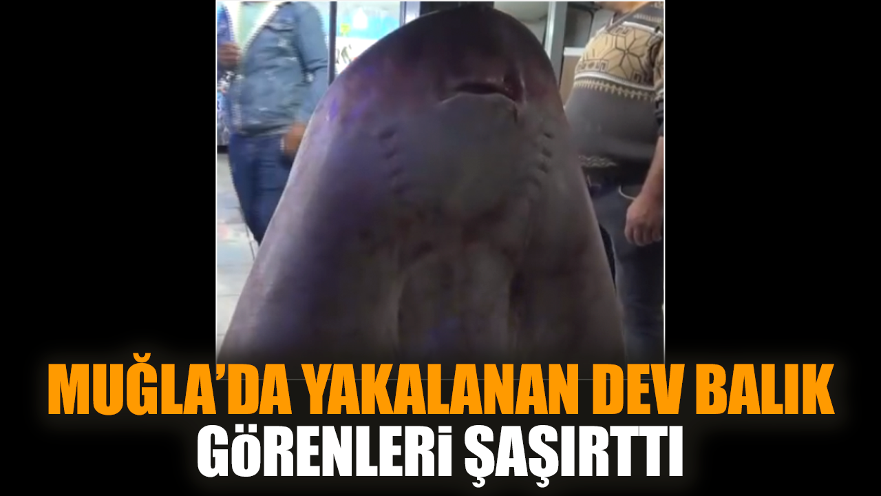 Muğla’da yakalanan dev balık görenleri şaşırttı