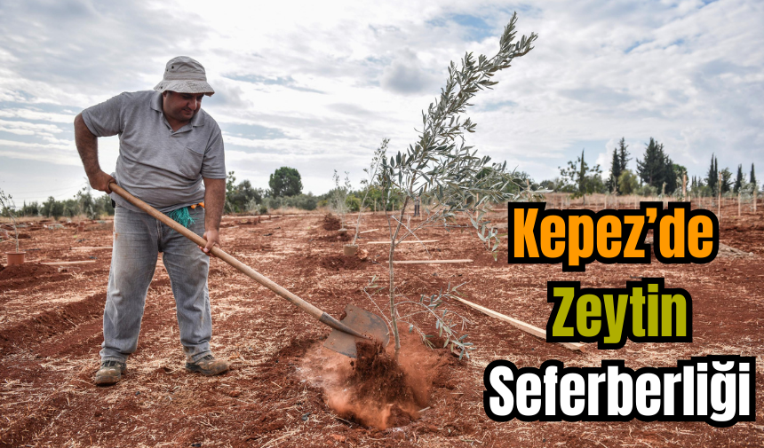 Kepez’de Zeytin Seferberliği Başladı