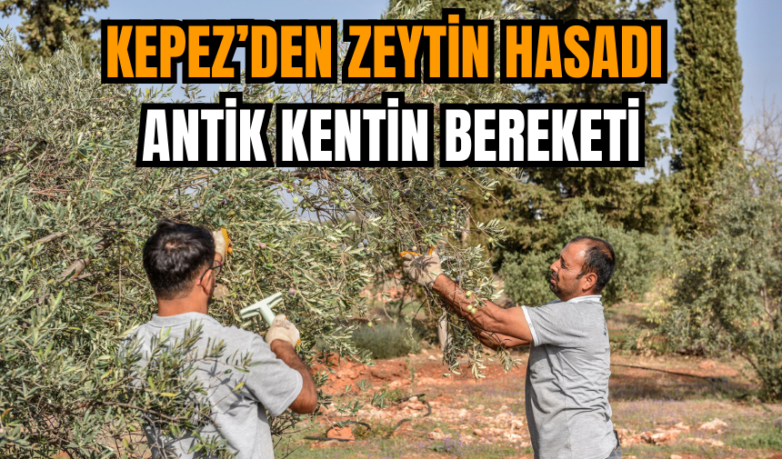 Kepez’den Zeytin Hasadı: Antik Kentin Bereketi