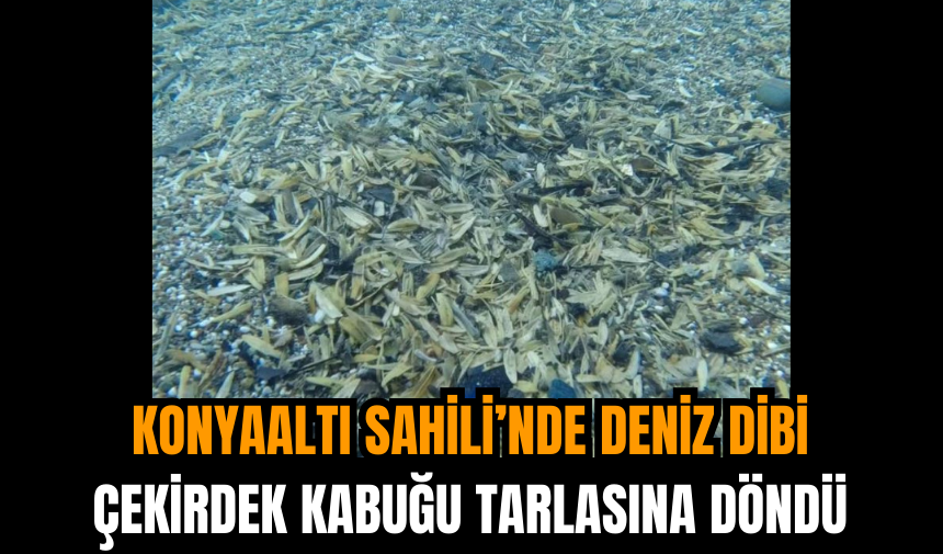 Konyaaltı Sahili’nde Deniz Dibi Çekirdek Kabuğu Tarlasına Döndü