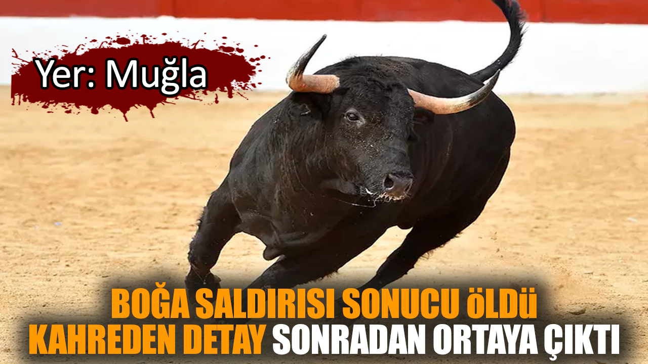 Muğla'da boğa saldırısında öldü! Kahreden detay ortaya çıktı