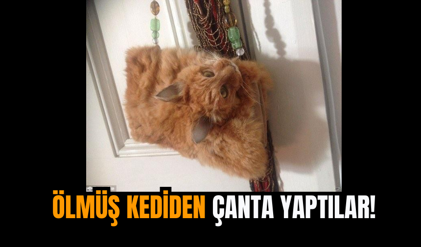 Ölmüş Kediden Çanta Yaptılar!