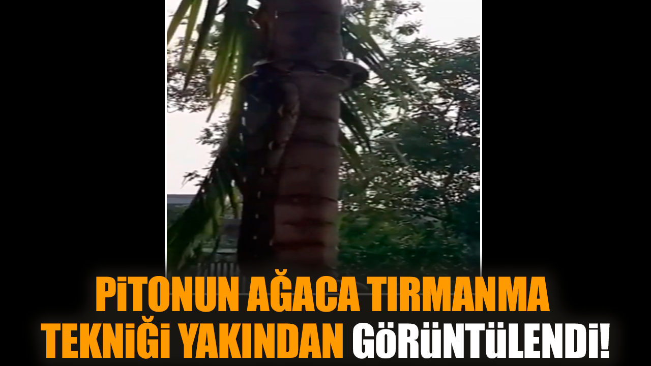 Pitonun ağaca tırmanma tekniği yakından görüntülendi!