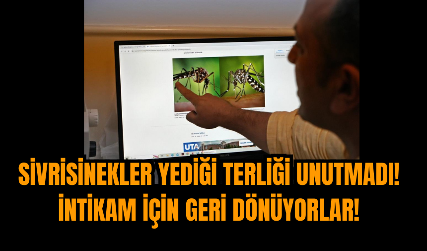 Sivrisinekler yediği terliği unutmadı! İntikam için geri dönüyorlar!