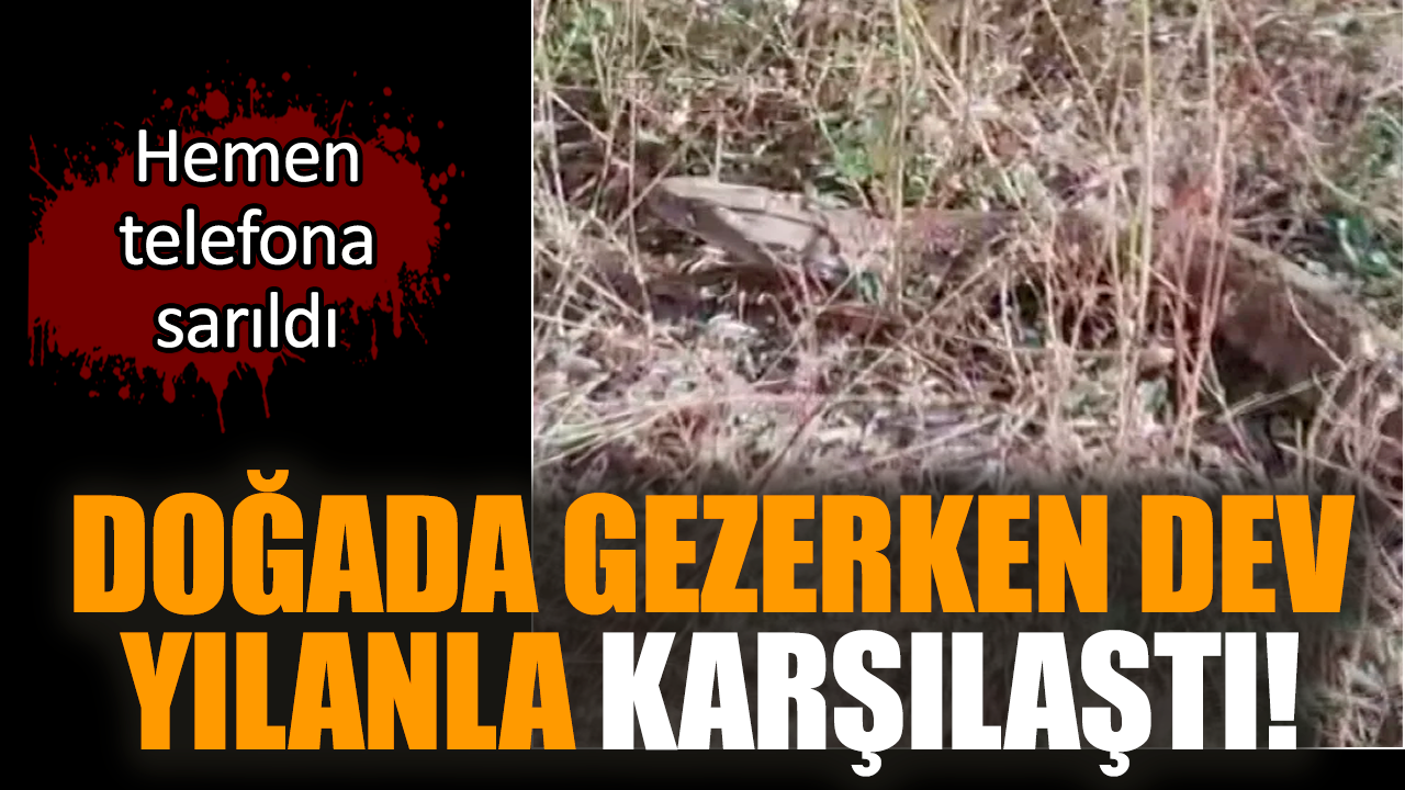 Doğada gezerken dev yılanla karşılaştı!