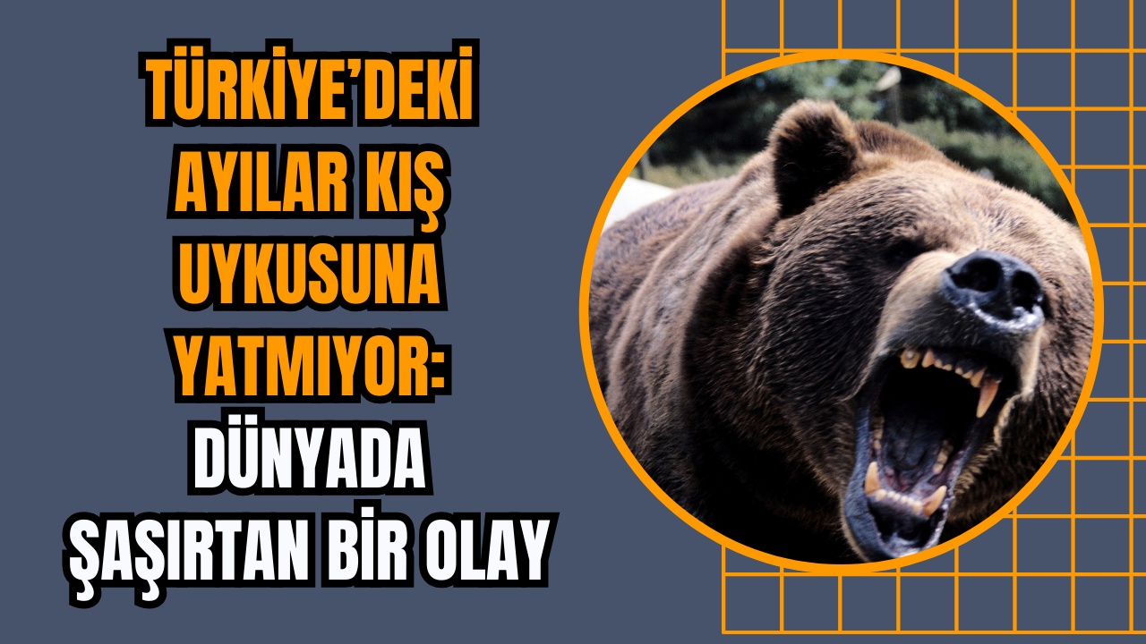 Türkiye’deki Ayılar Kış Uykusuna Yatmıyor: Dünyada Şaşırtan Bir Olay