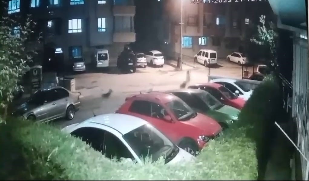 Ankara’da Sokak Köpeği Dehşeti Kamerada2