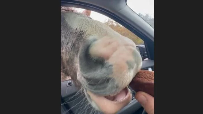 Yılkı atları otomobilde kek krizine neden oldu