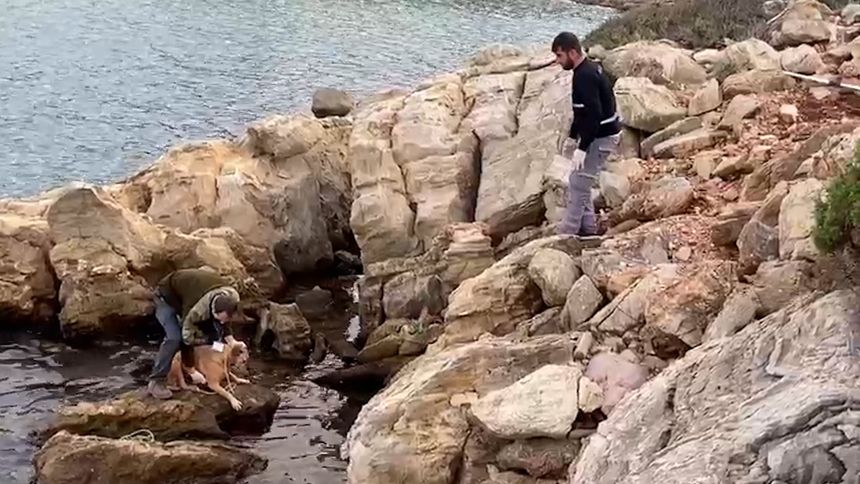 Bodrum'da denize düşen köpeği böyle kurtardılar