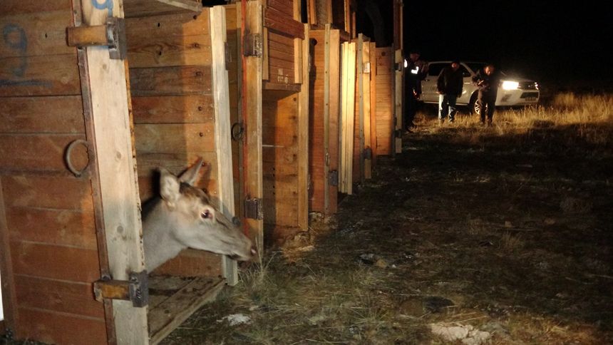 Burdur Salda Gölü Bölgesine Kızıl Geyikler Bırakıldı (2)