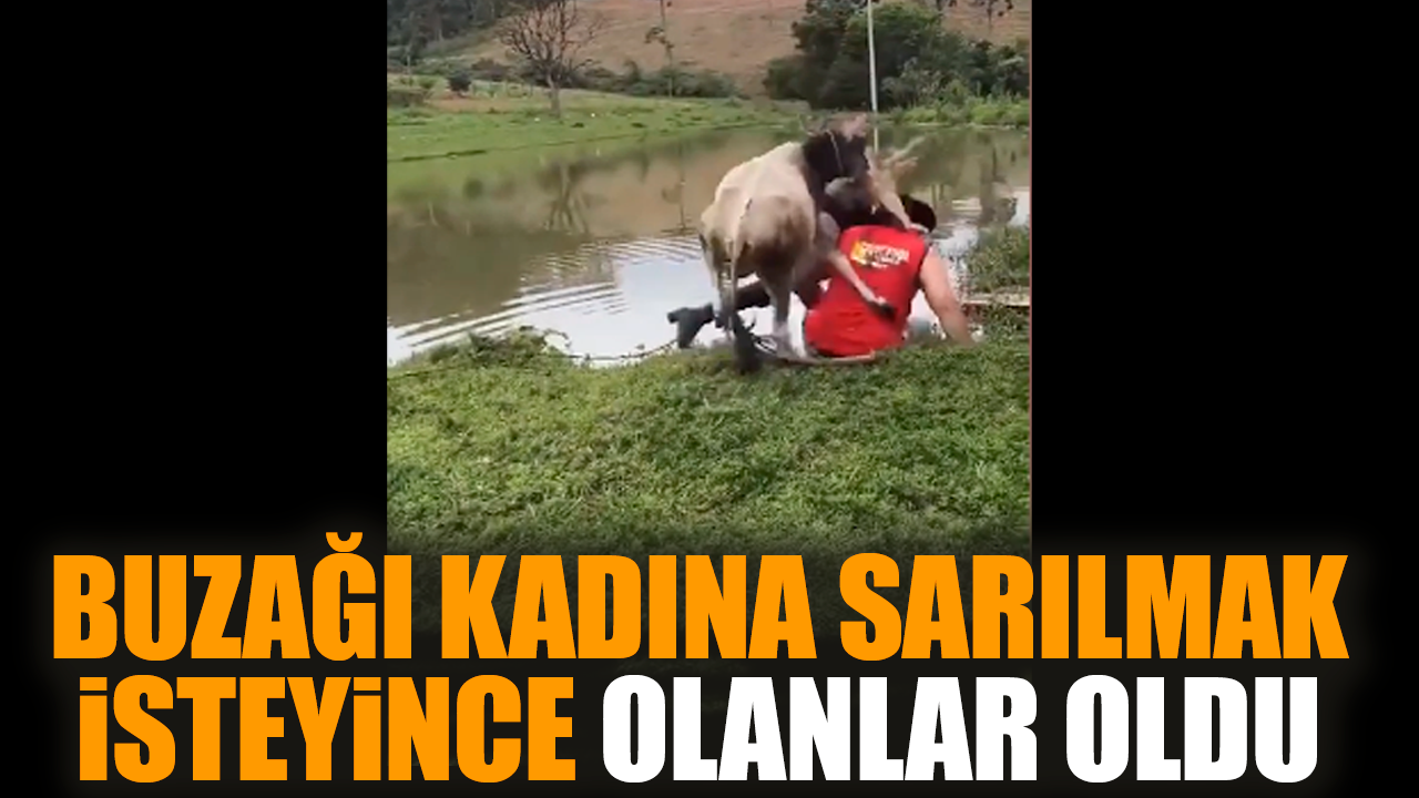 Buzağı kadına sarılmak isteyince olanlar oldu