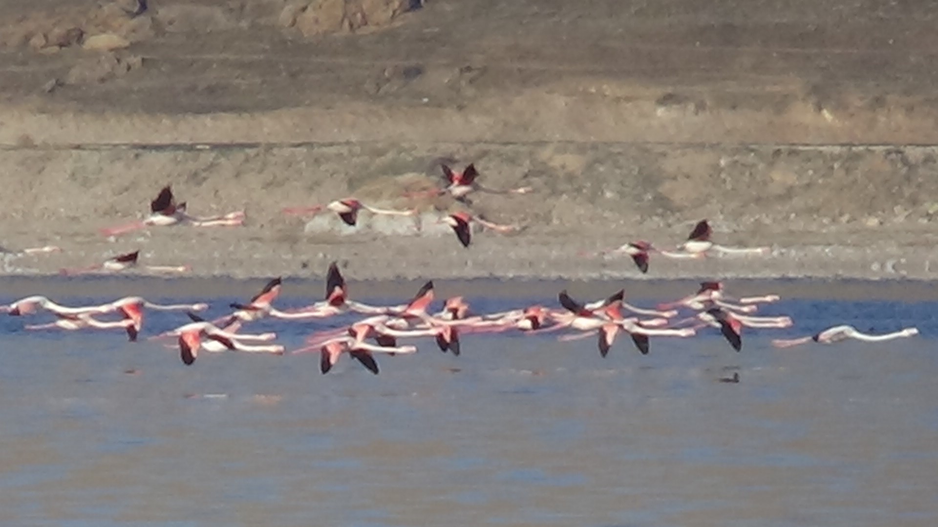 Flamingoların şöleni bu kış uzun sürdü