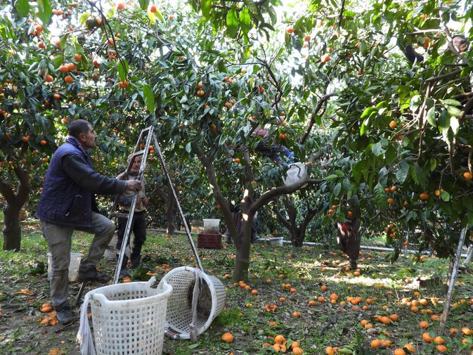 Hatay'da Depremzede Mandalina Üreticisine Destek 