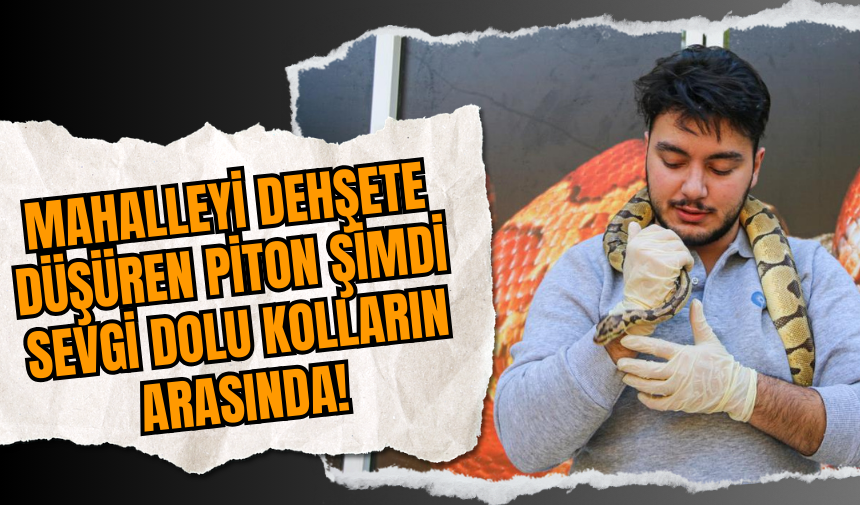 Mahalleyi Dehşete Düşüren Piton Şimdi Sevgi Dolu Kolların Arasında!