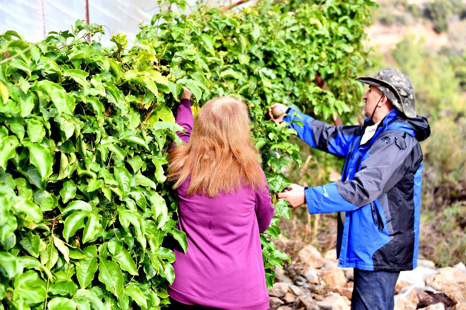 Mersin Anamur'da passiflora hasadı başladı