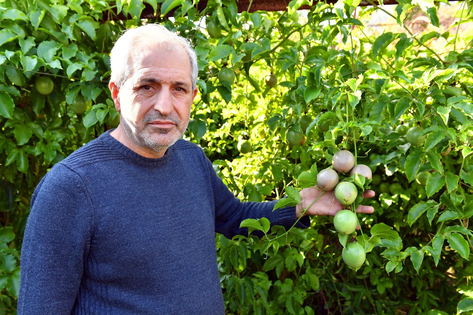 Mersin Anamur'da Passiflora Hasadı Başladı