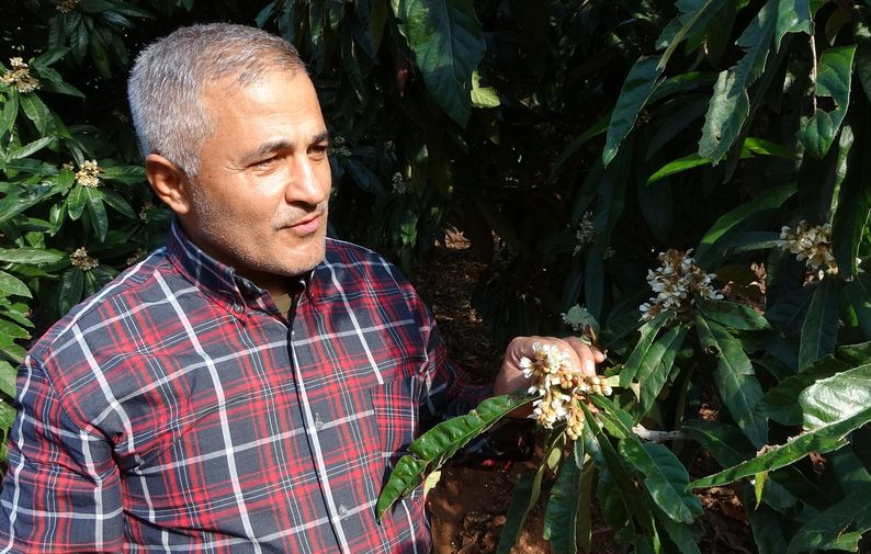 Mersin'de Yenidünya Ağaçları Çiçek Açtı