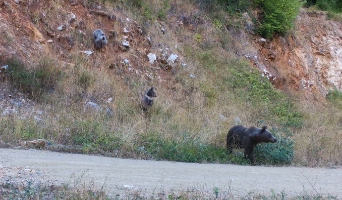 Dikkat ormanda bebek var