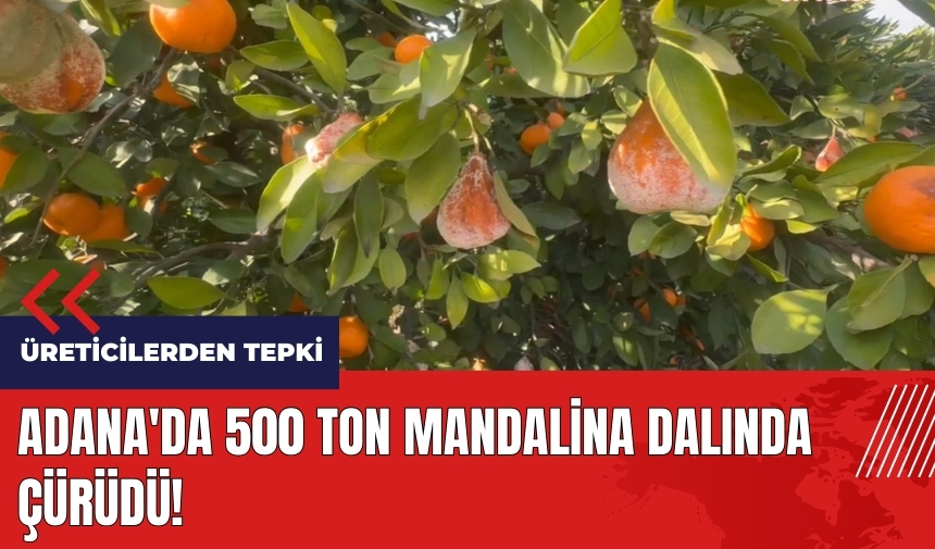 Adana'da 500 ton mandalina dalında çürüdü