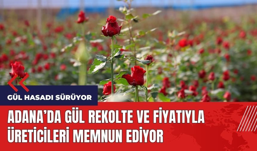 Adana'da gül rekolte ve fiyatıyla üreticileri memnun ediyor