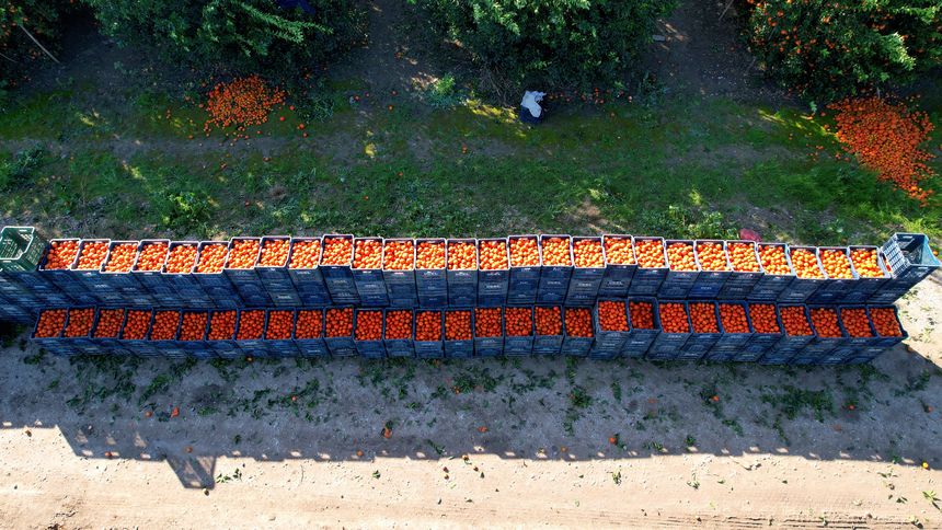 Adana'da Mandalina Hasadı! Bahçede Mandalina Kaç Lira 