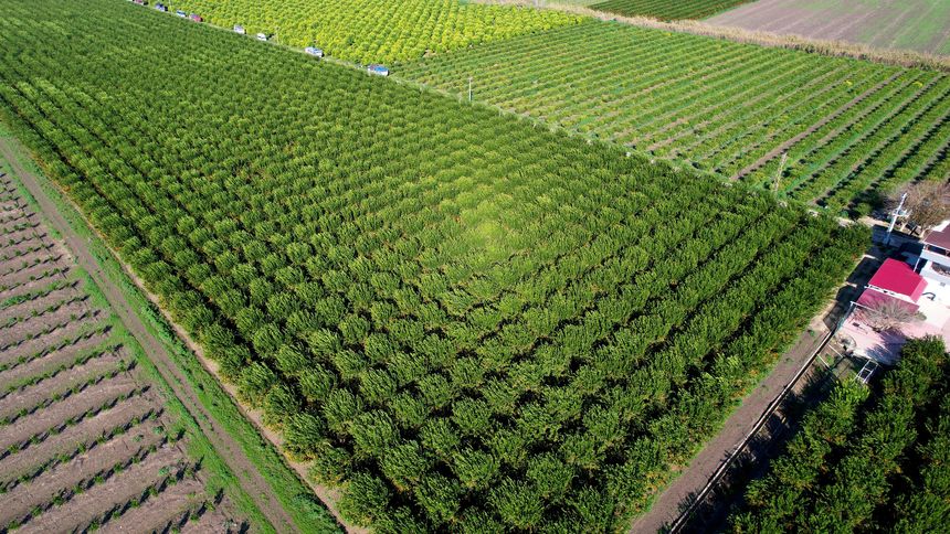 Adana'da Mandalina Hasadı! Bahçede Mandalina Kaç Lira