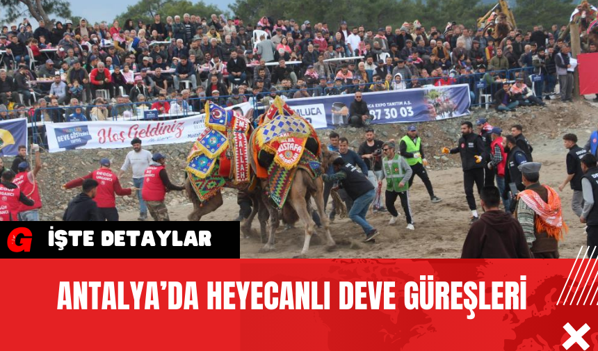 Antalya’da Heyecanlı Deve Güreşleri