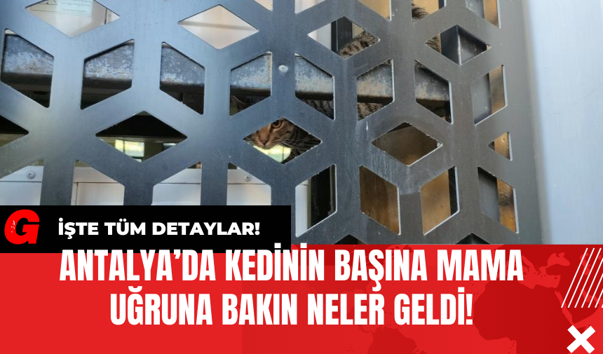 Antalya’da Kedinin Başına Mama Uğruna Bakın Neler Geldi!