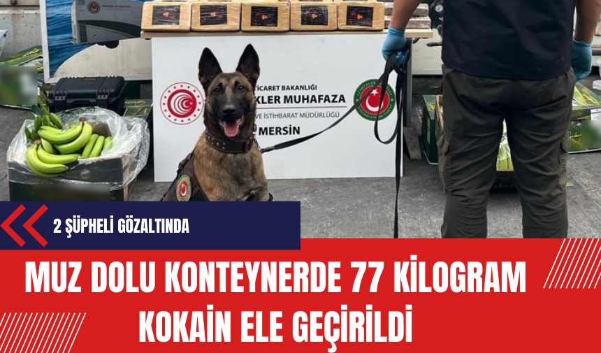 Muz dolu konteynerde 77 kilogram kokain ele geçirildi