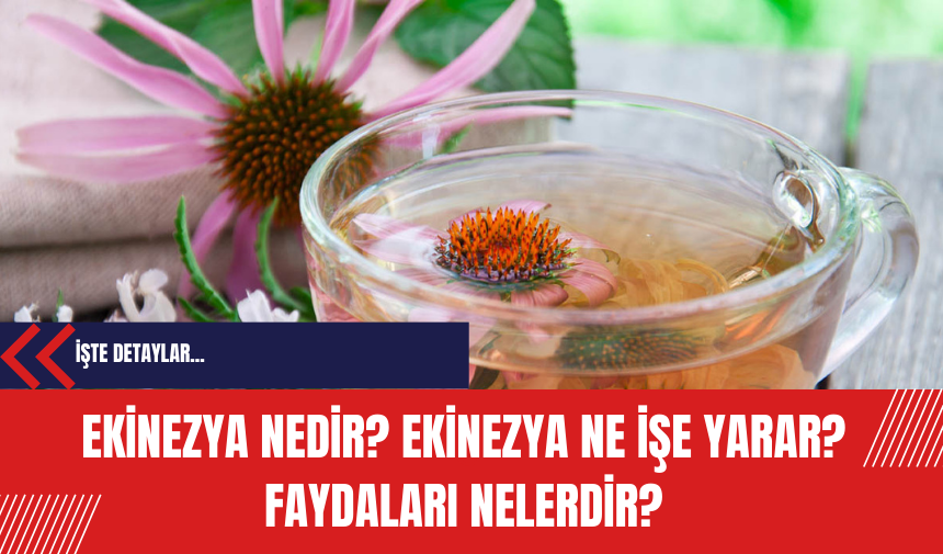 Ekinezya nedir? Ekinezya ne işe yarar? Faydaları nelerdir?