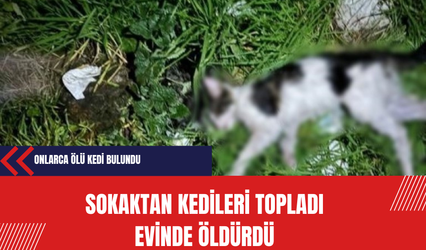 Sokaktan kedileri topladı  evinde öldürdü!