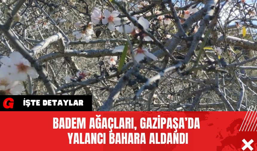 Badem Ağaçları, Gazipaşa’da Yalancı Bahara Aldandı