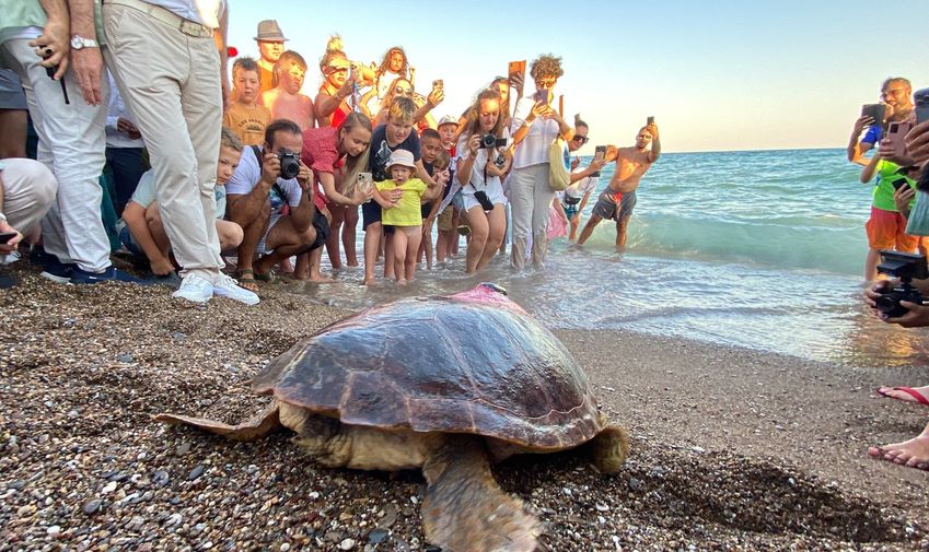 Caretta Caretta Lara Barış 4 Bin Kilometre Yol Kat Etti