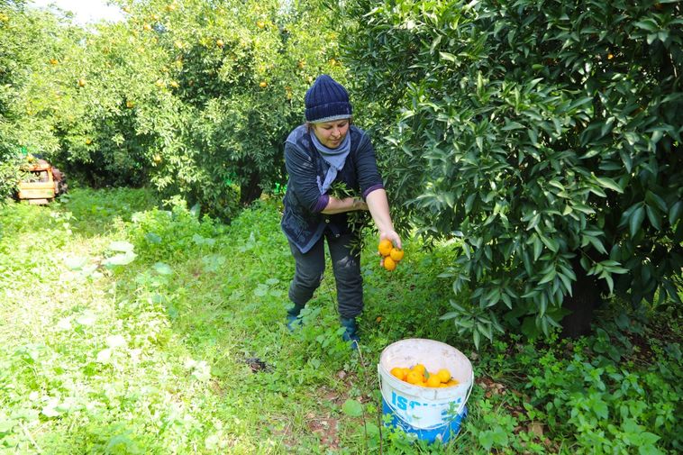 Coğrafi Işaretli Bodrum Mandalini Üreticilerine Destek