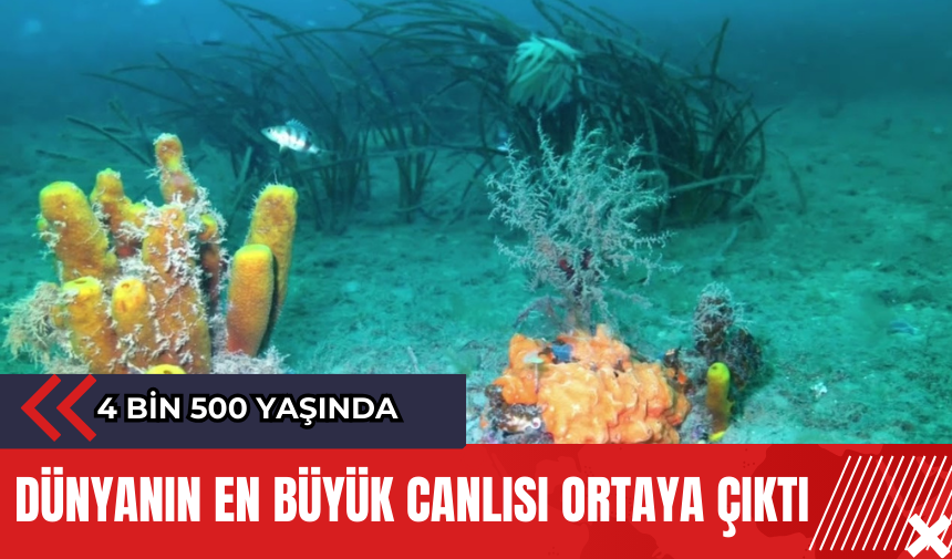 Dünyanın en büyük canlısı ortaya çıktı