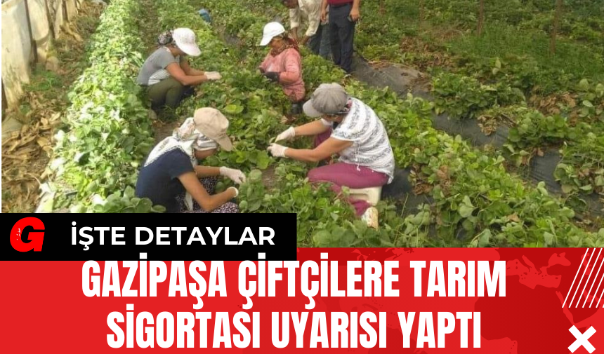 Gazipaşa Çiftçilere Tarım Sigortası Uyarısı Yaptı