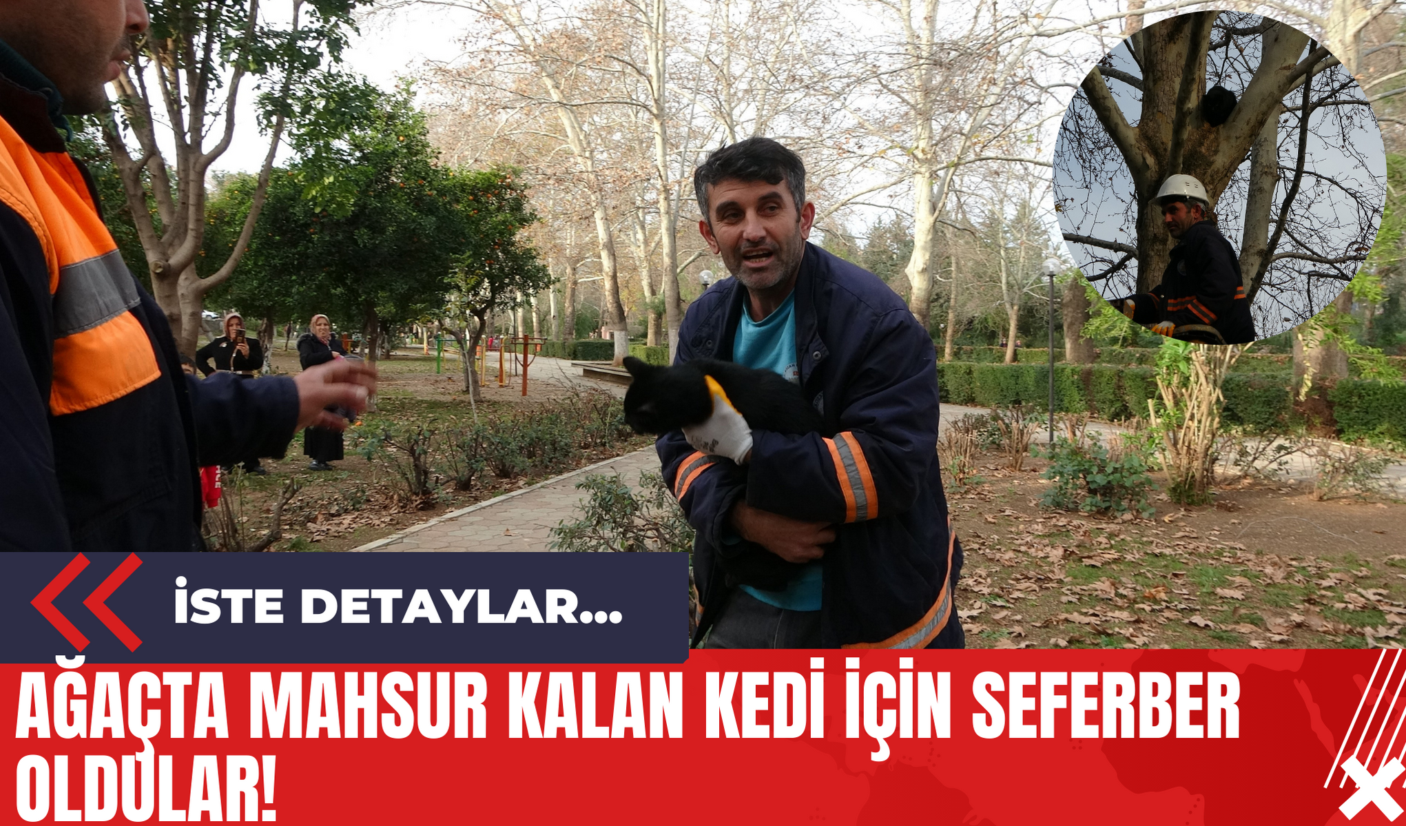 Ağaçta Mahsur Kalan Kedi İçin Seferber Oldular!