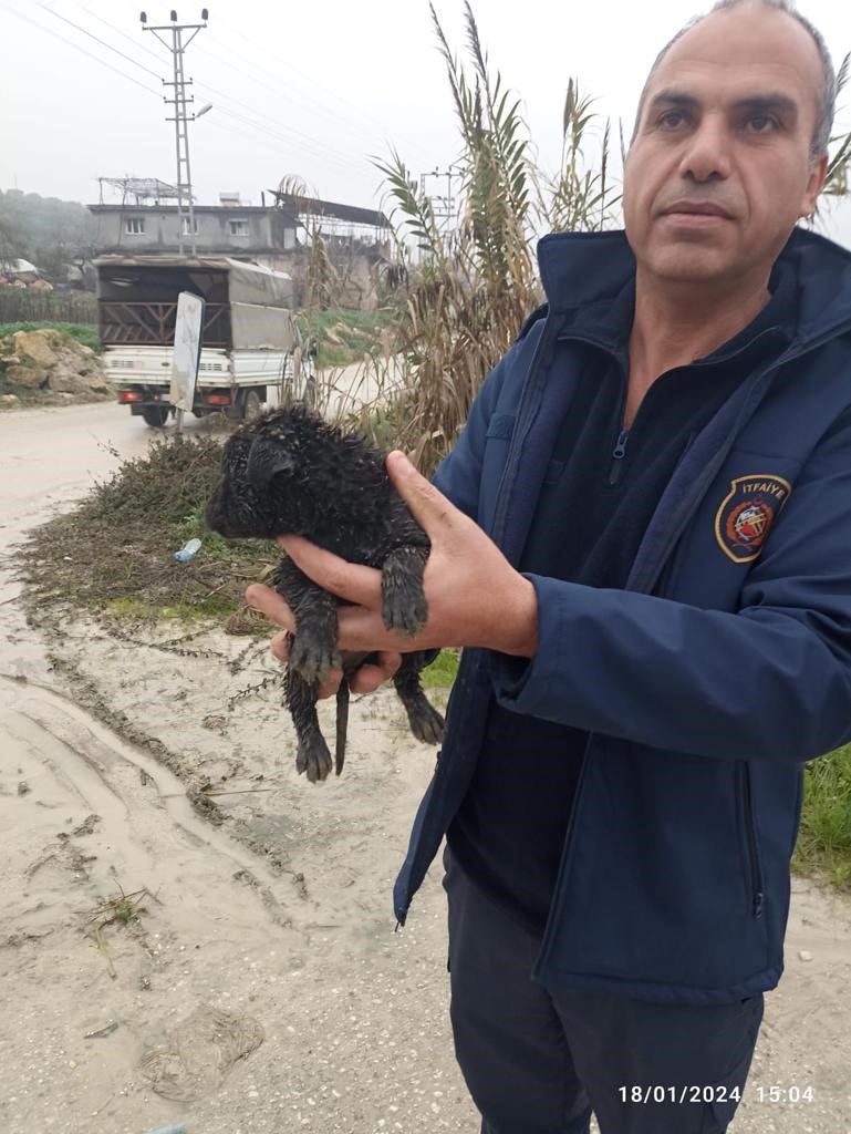 Hatay'da Dereye Düşen Yavru Köpek Için Seferber Oldular