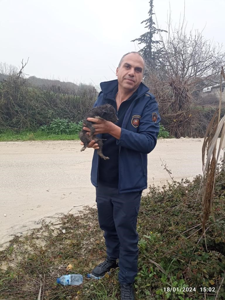 Hatay'da Dereye Düşen Yavru Köpek Için Seferber Oldular 