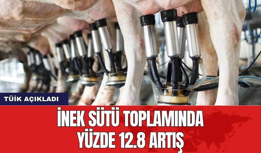 İnek sütü toplamında yüzde 12.8 artış