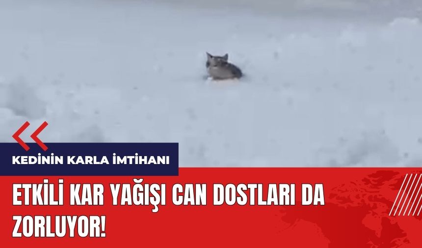 Kedinin karla imtihanı kamerada